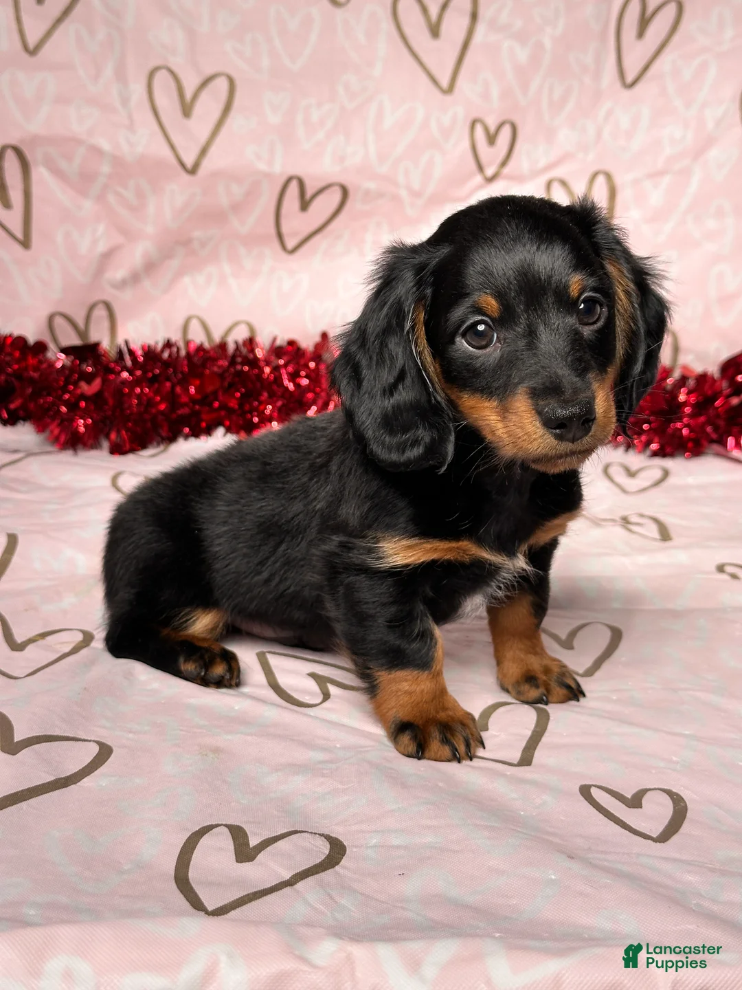 Miniature Dachshund dogs for sale: Cooper - Ad 2