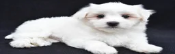Maltese dogs for sale: Cash - Ad 3
