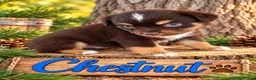 Miniature Australian Shepherd dogs for sale: Chestnut - Ad 3
