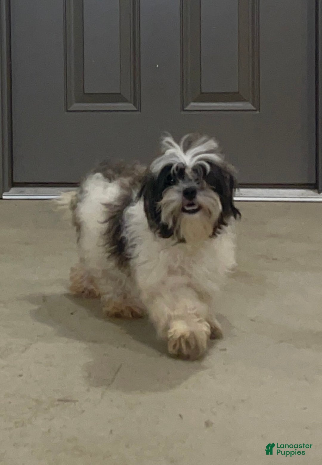 Shihpoo dogs for sale: Angel - Ad 5