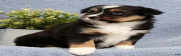 Miniature Australian Shepherd dogs for sale: Roxy - Ad 8