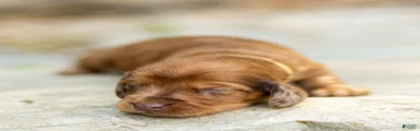 Peaches Miniature Dachshund 