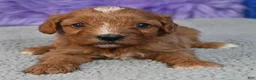 Cavapoo dogs for sale: Cavapoo 1 - Ad 8
