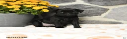 Pug dogs for sale: Muffin - Ad 3