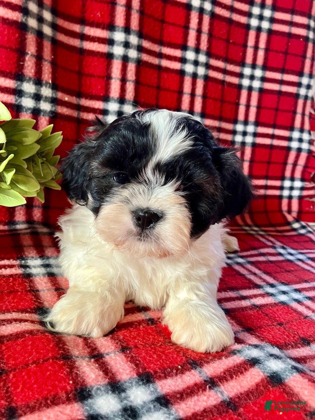 Shih Tzu dogs for sale: Liam - Ad 2
