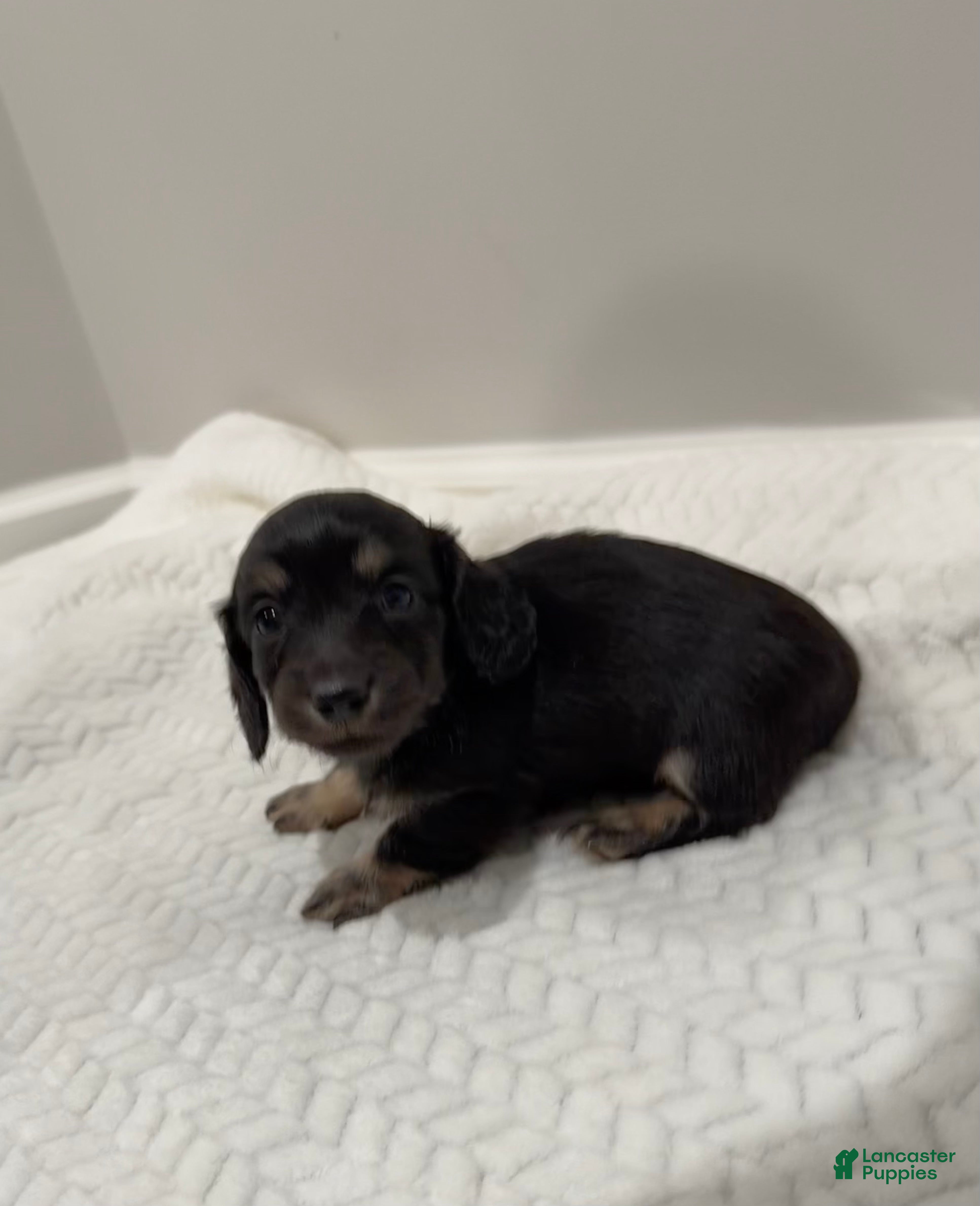 Miniature Dachshund dogs Duke - Ad 3
