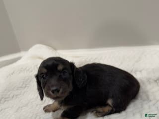 Miniature Dachshund dogs Duke - Ad 5