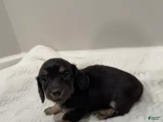 Miniature Dachshund dogs Duke - Ad 5