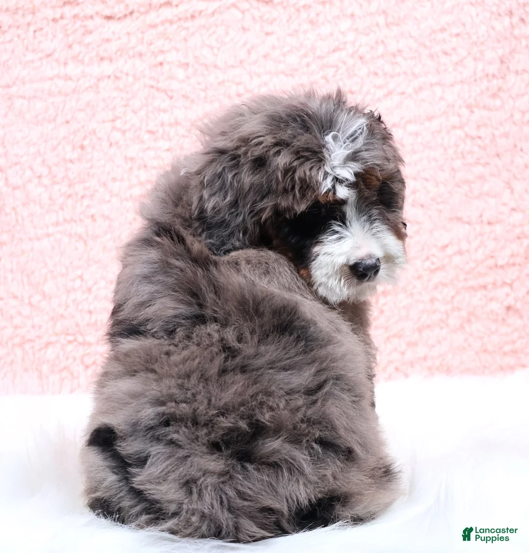 Mini Bernedoodle dogs for sale: Edison - Ad 3