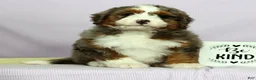 Mini Bernedoodle dogs for sale: Lilly - Ad 2