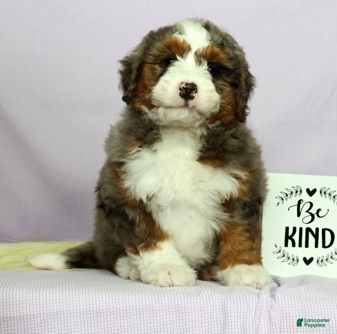Mini Bernedoodle dogs for sale: Lilly - Ad 2