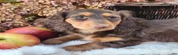 Miniature Dachshund dogs for sale: Poppy - Ad 11