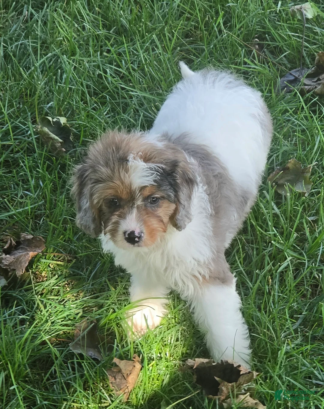 Cavapoo dogs for sale: Stormy - Ad 1