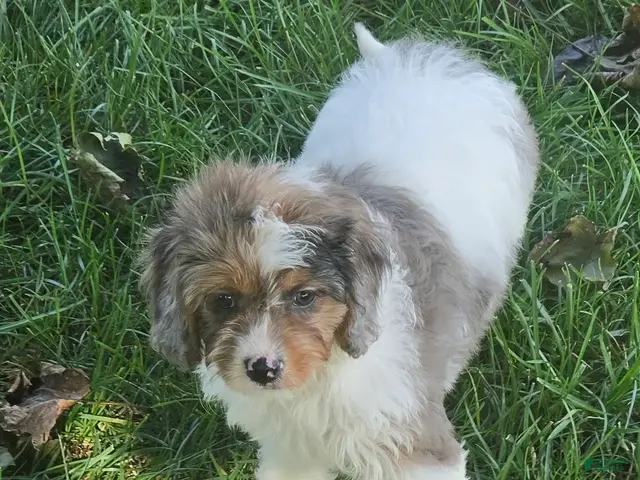 Cavapoo dogs for sale: Stormy - Ad 1