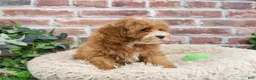 Cavapoo dogs for sale: Caleb - Ad 5