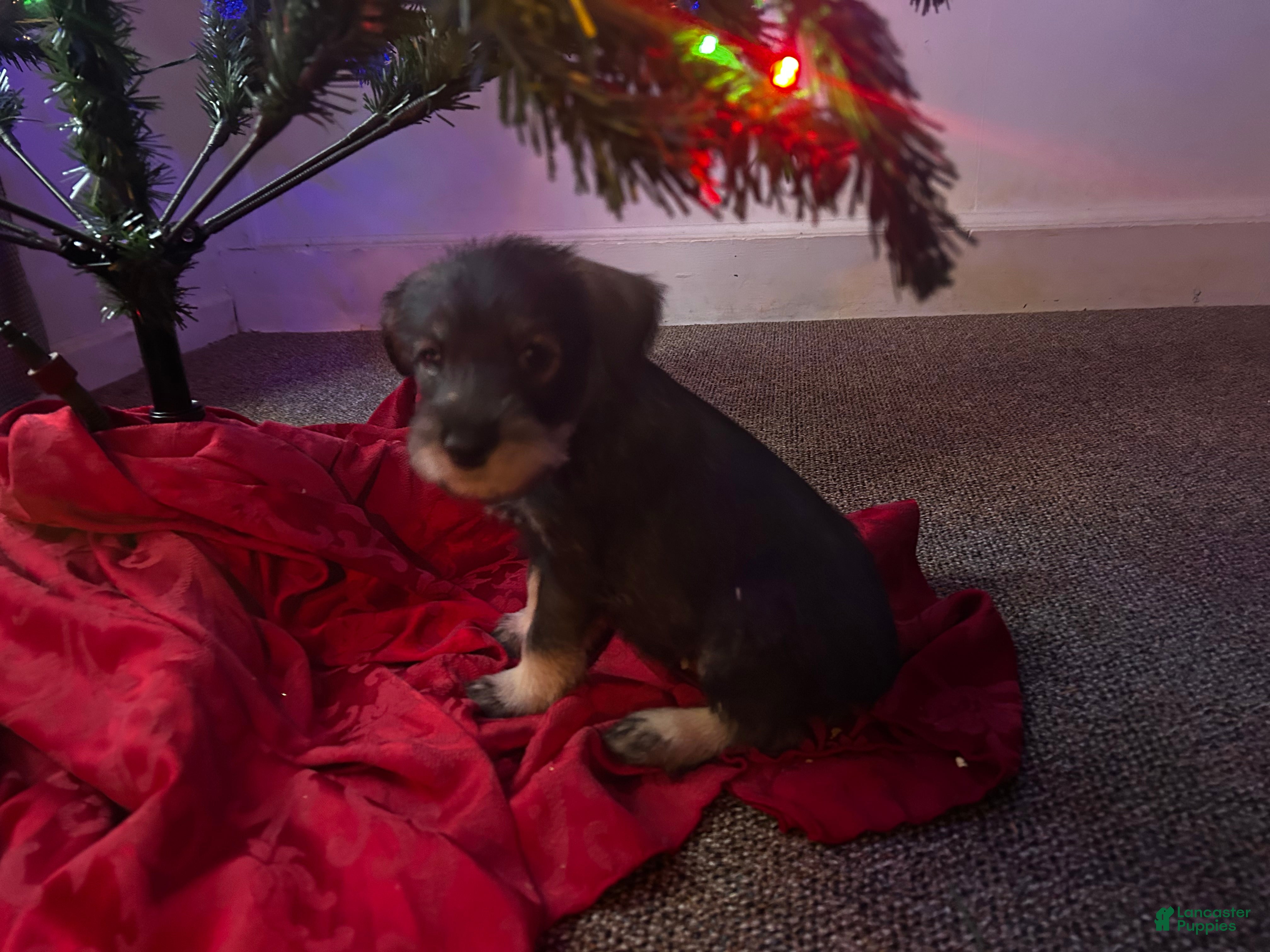 Standard Schnauzer dogs Tinsel  - Ad 4