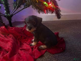 Standard Schnauzer dogs Tinsel - Ad 2