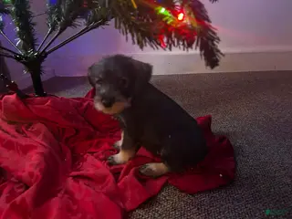 Standard Schnauzer dogs Tinsel - Ad 6