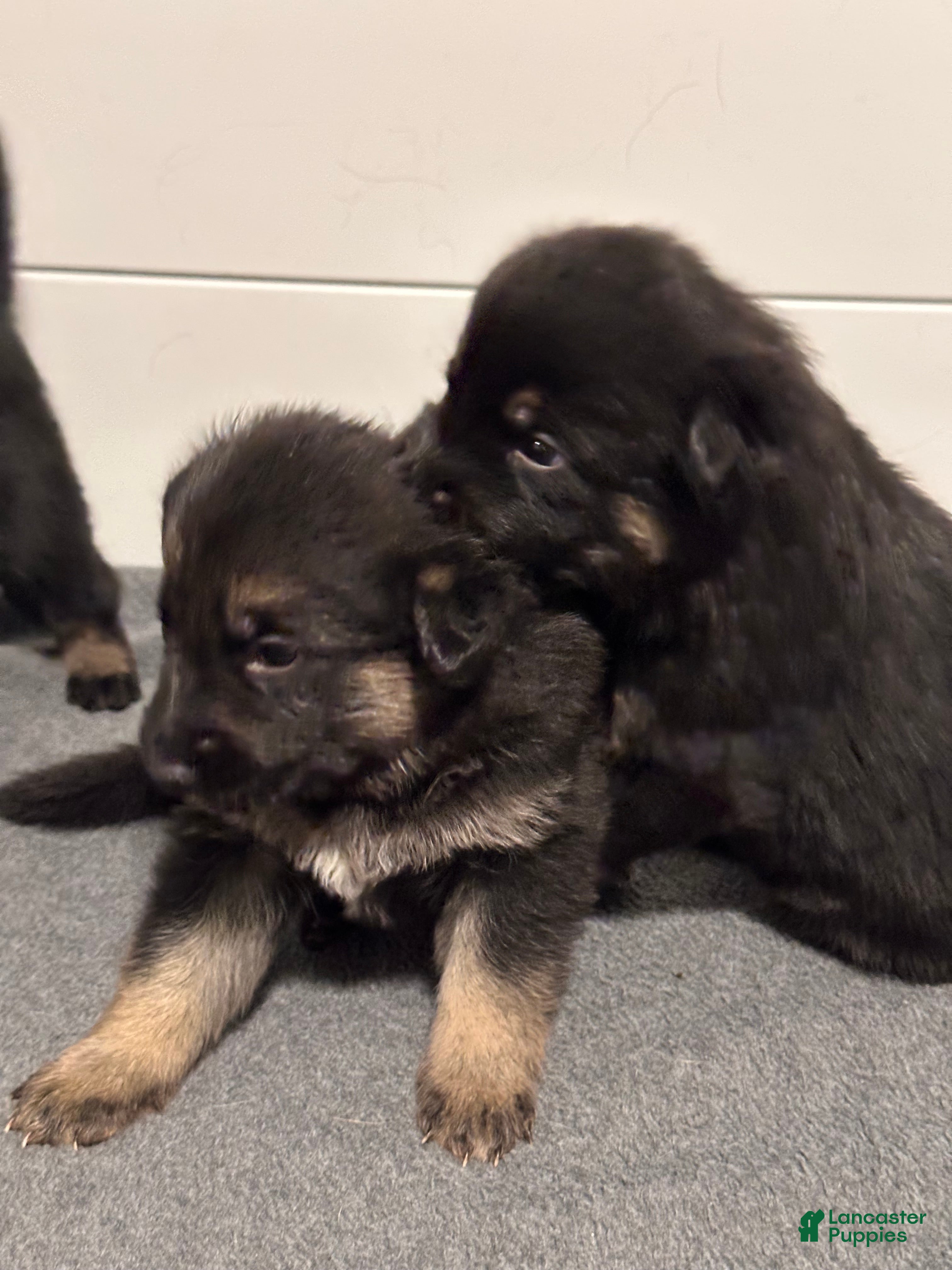 German Shepherd dogs for sale: German Shepherd Puppy 2 - Ad 3