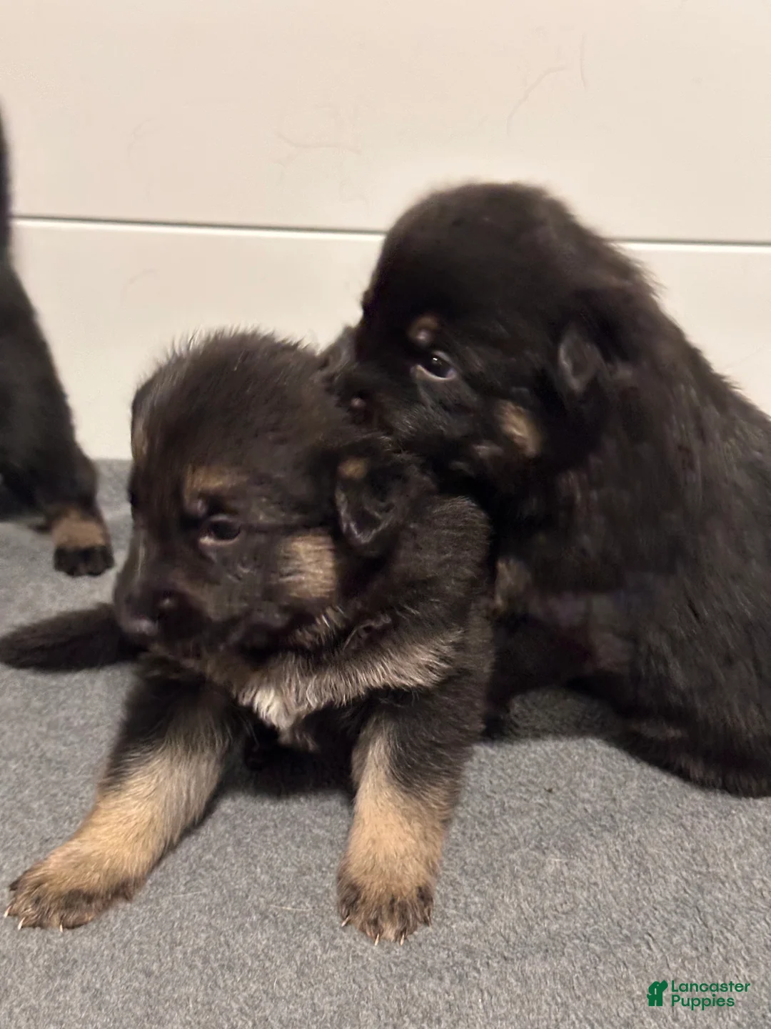 German Shepherd dogs for sale: German Shepherd Puppy 2 - Ad 1