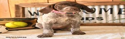 German Shorthaired Pointer dogs for sale: Babe - Ad 3
