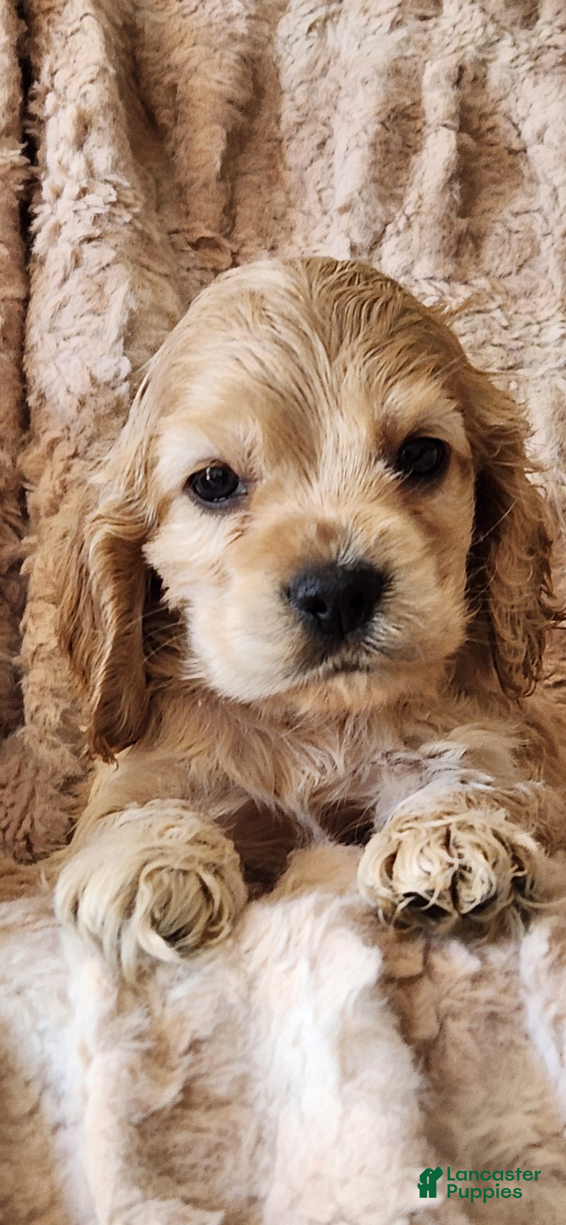 Cocker Spaniel dogs Cocker Spaniel 4 - Ad 2