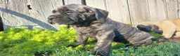 English Mastiff dogs for sale: Marjorie - Ad 3