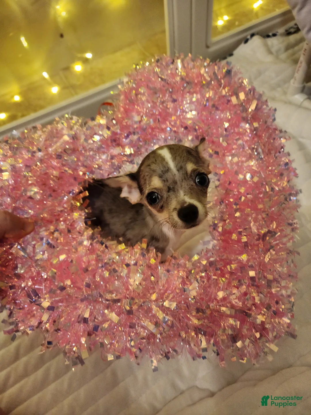 Chihuahua dogs for sale: Toy bentley - Ad 4