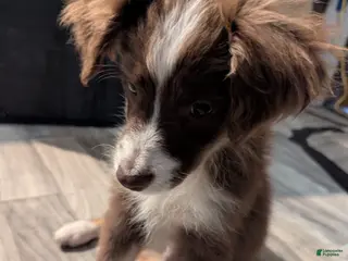 Miniature Australian Shepherd dogs Miniature Australian Shepherd Puppy 1 - Ad 6