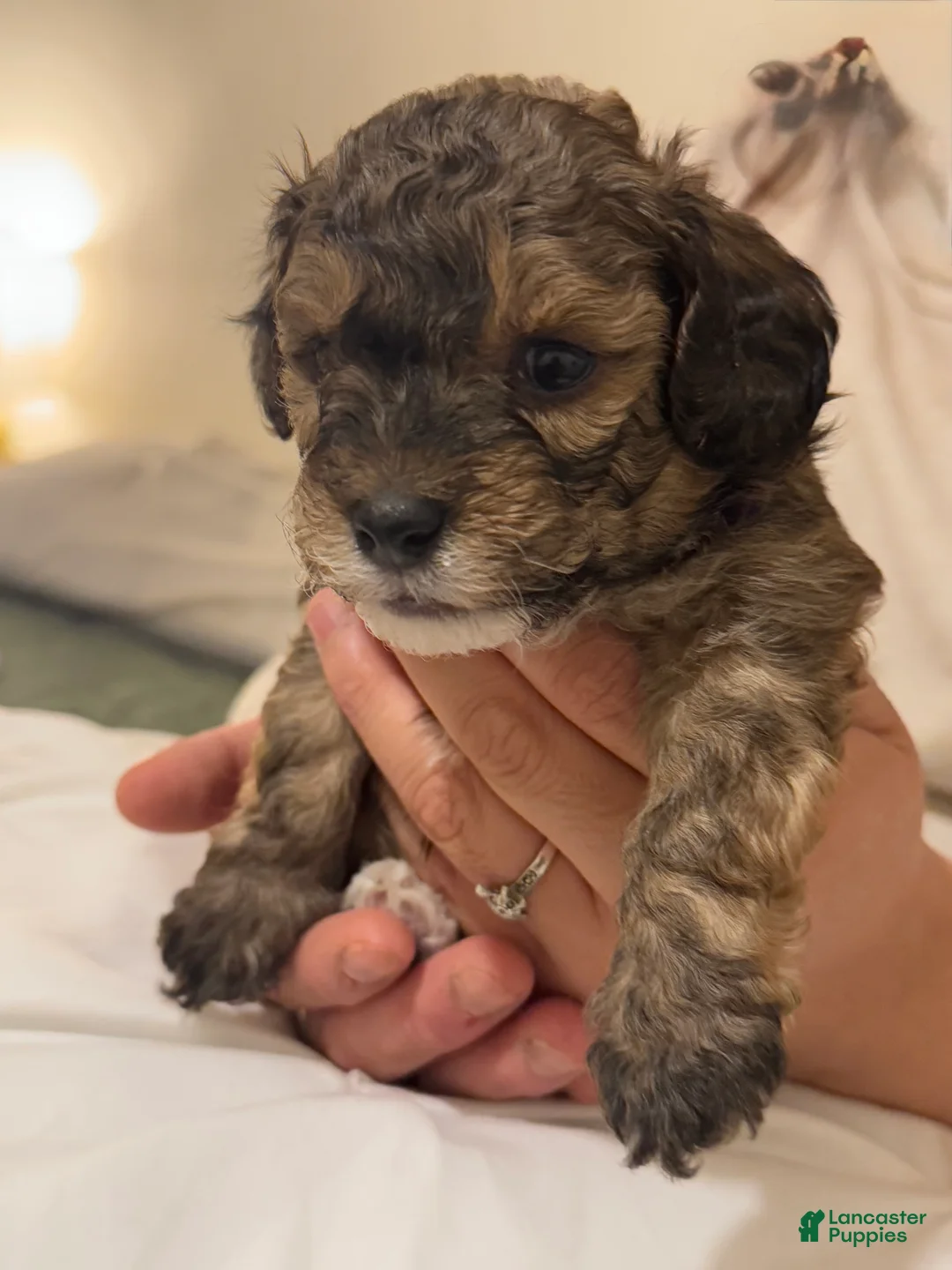 Toy Poodle dogs for sale: Carmelo - Ad 1