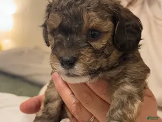 Toy Poodle dogs Carmelo - Ad 40