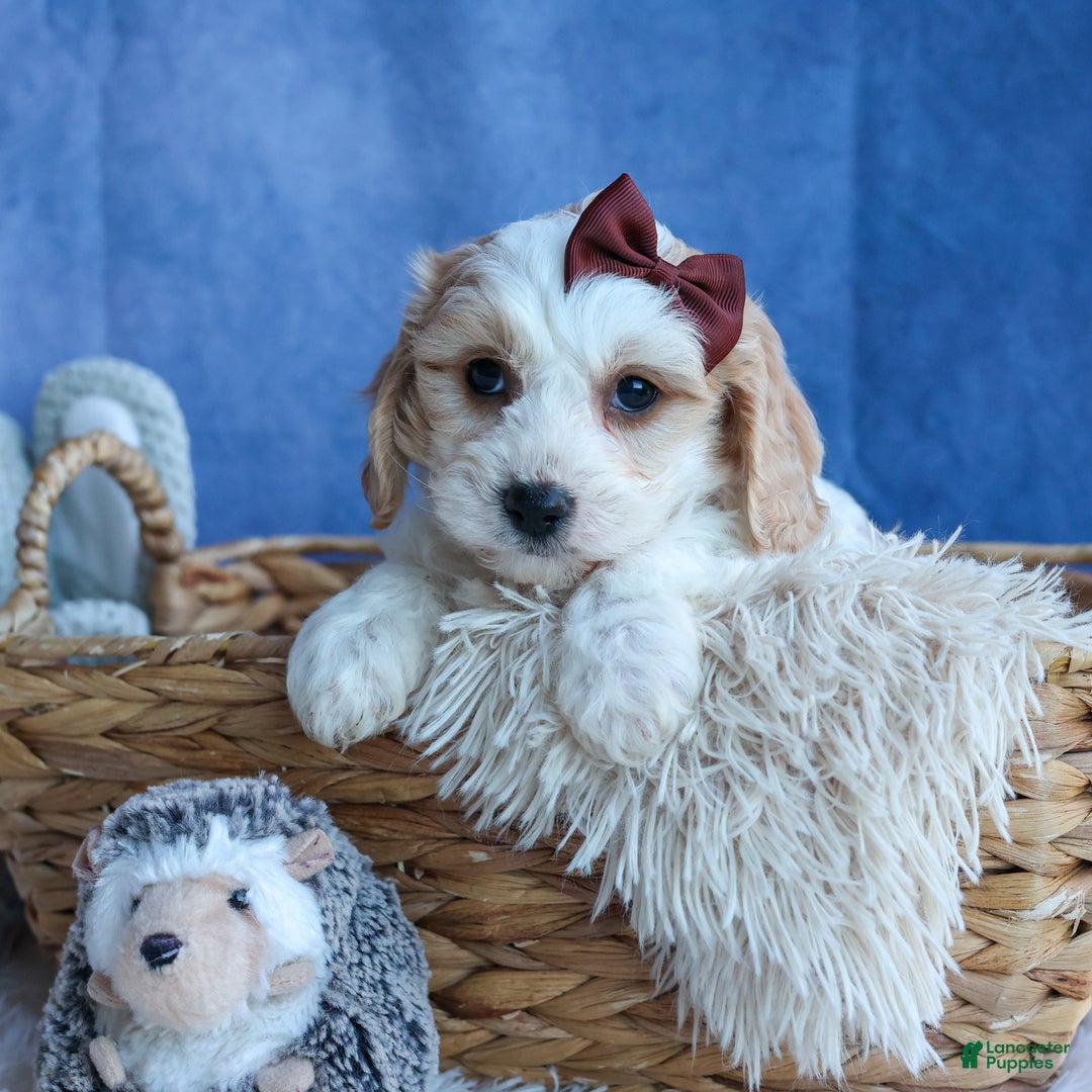 Cavachon dogs for sale: LONNIE - Ad 9