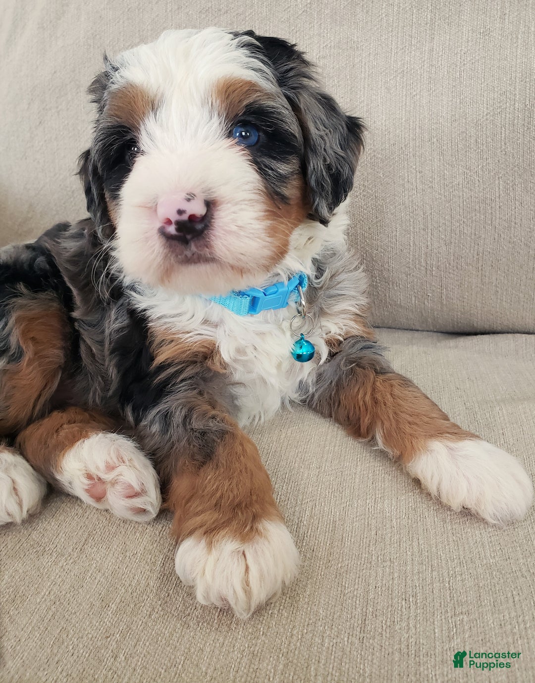 Mini Bernedoodle dogs for sale: Axel - Ad 8