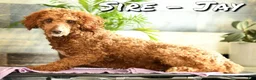 Miniature Poodle dogs for sale: Angie - Ad 11