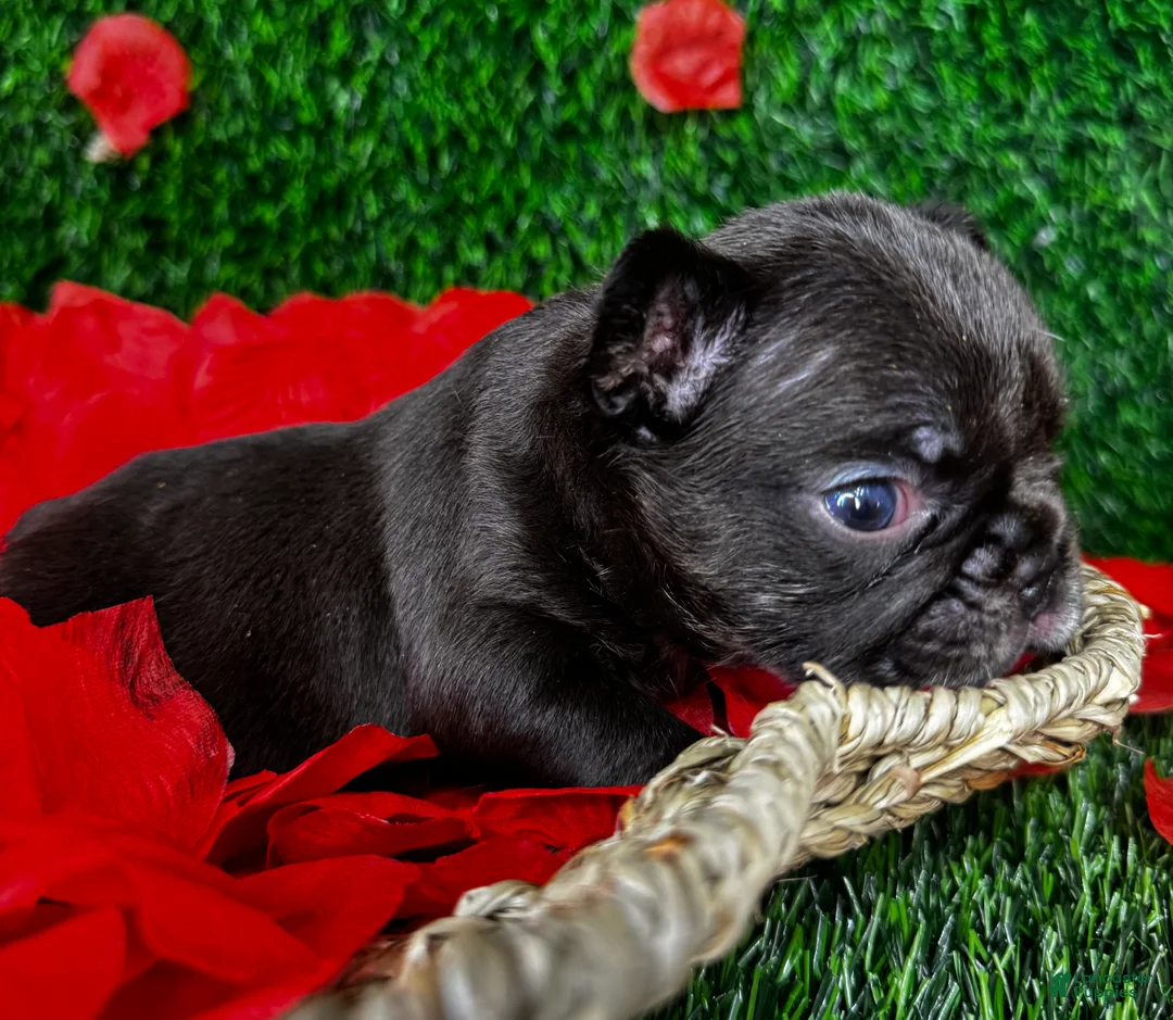 French Bulldog dogs for sale: Truffles  - Ad 3