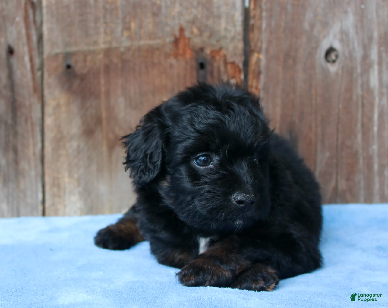 Aussiedoodle dogs Colt - Ad 2