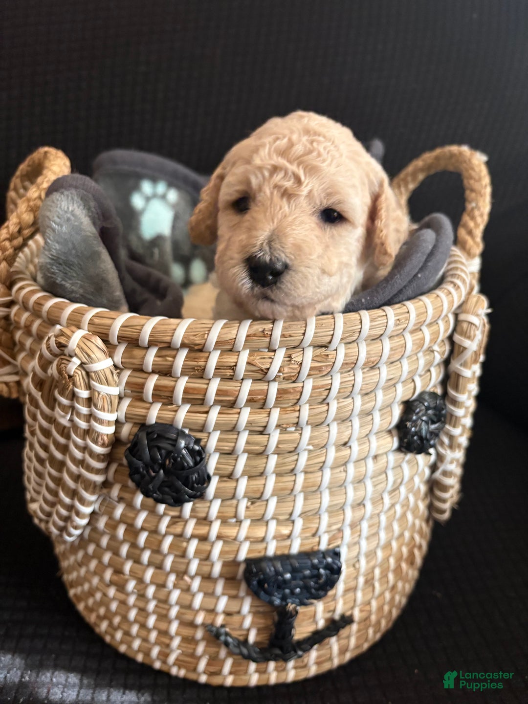 Bichpoo dogs for sale: Bichpoo Puppy 1 - Ad 2