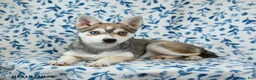 Alaskan Klee Kai dogs for sale: Tessa - Ad 3