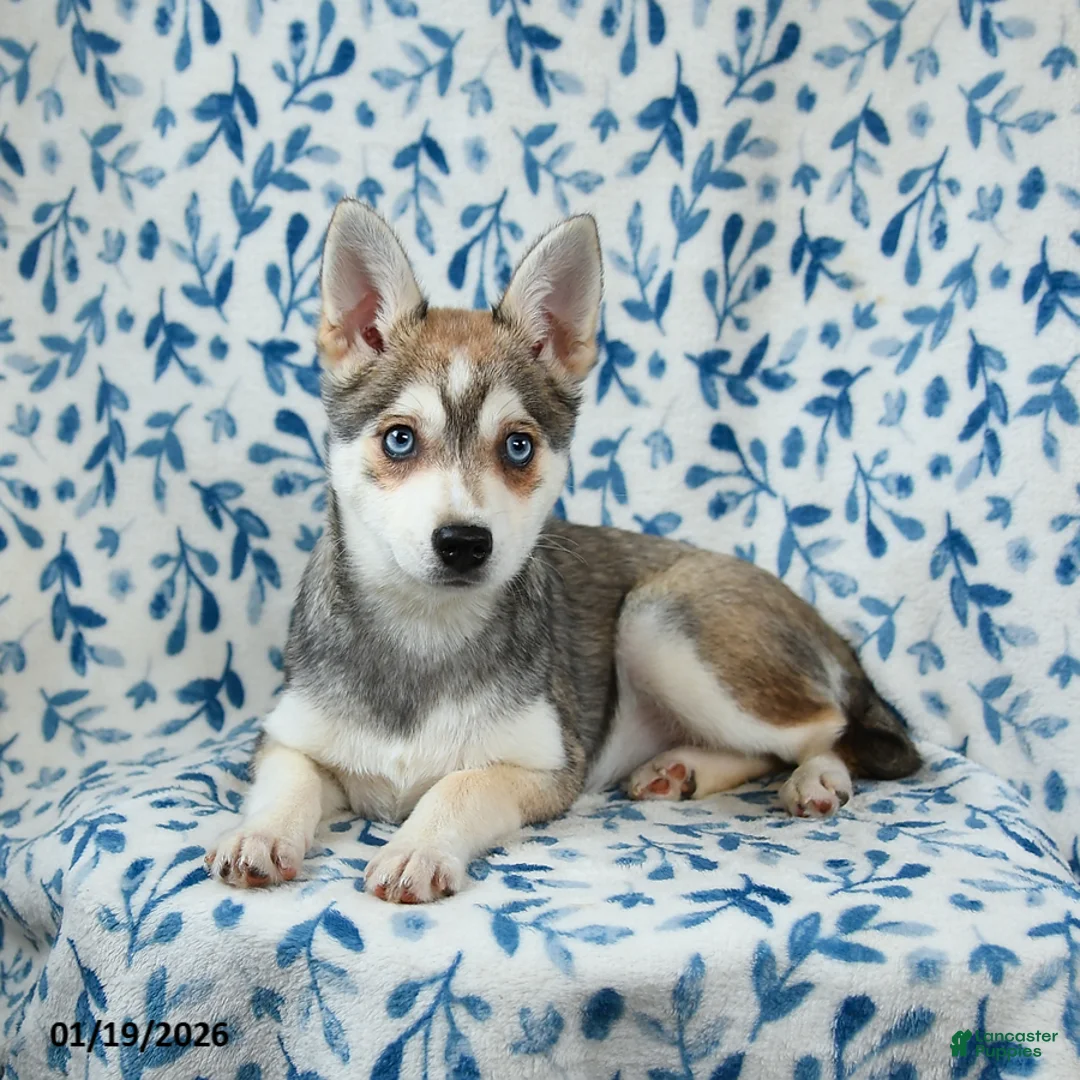 Alaskan Klee Kai dogs for sale: Tessa - Ad 3