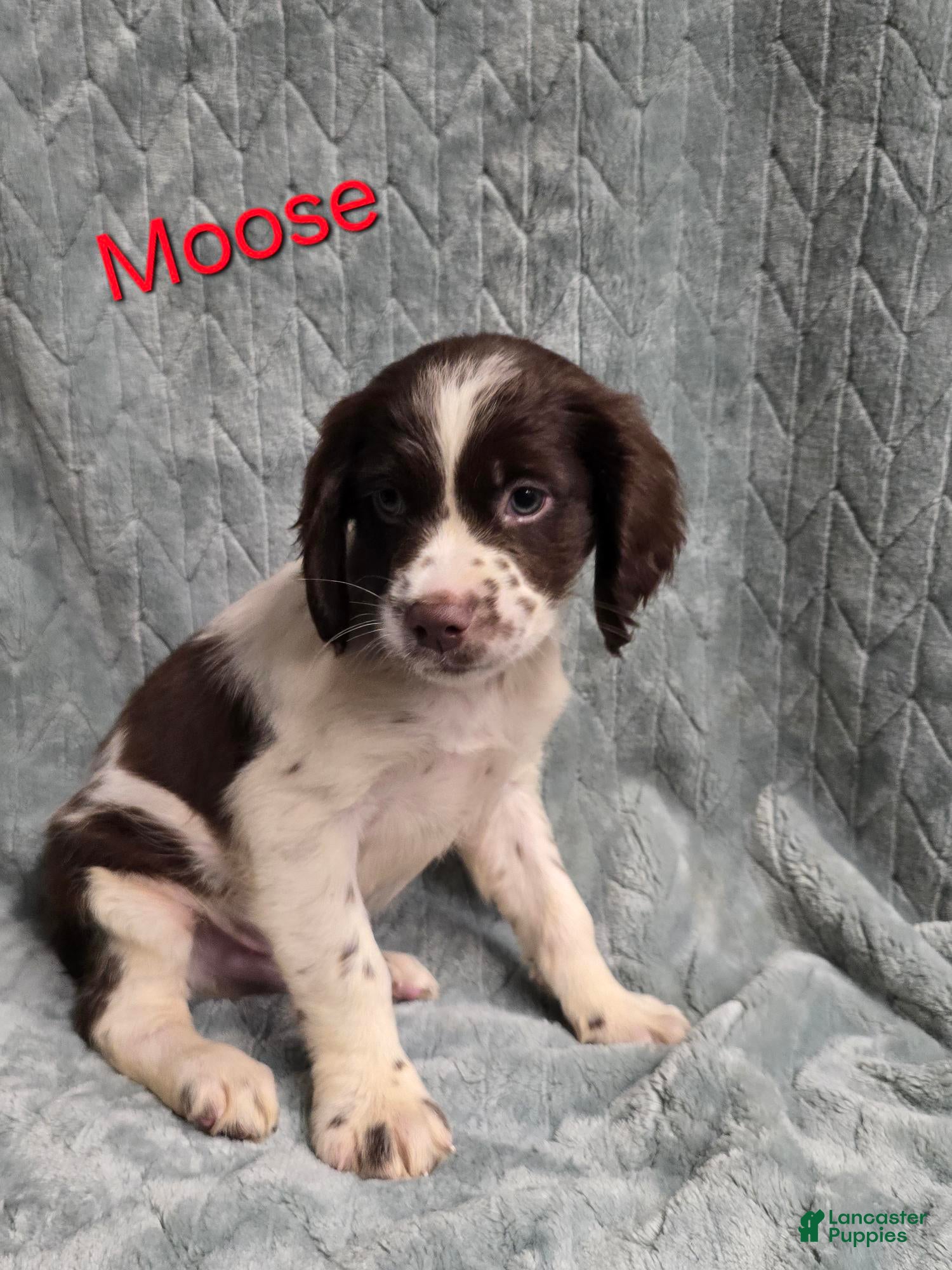 American Brittany Dogs Brittany Spaniels For Adoption Near Me 1+