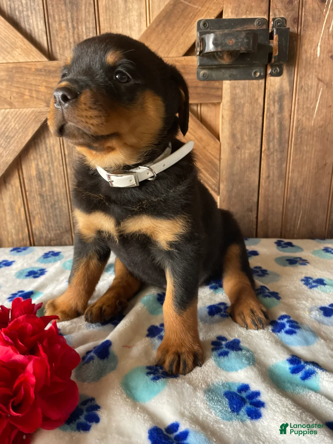 Rottweiler dogs for sale: Stella - Ad 4