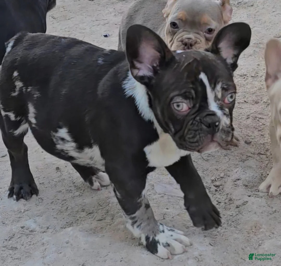 French Bulldog dogs for sale: French Bulldog Puppy 1 - Ad 6