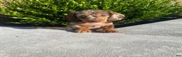 Miniature Dachshund dogs for sale: Brody - Ad 4