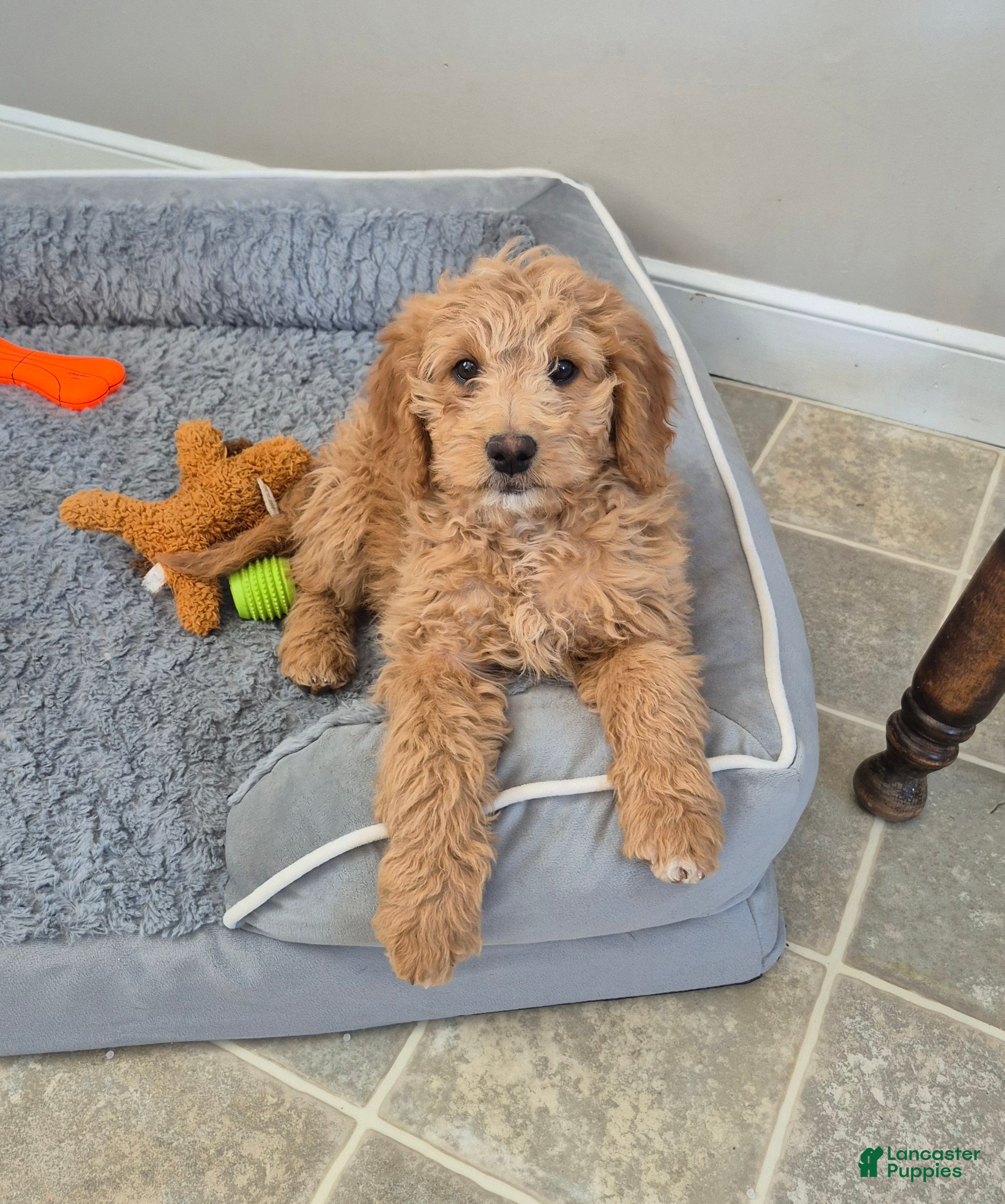 Goldendoodle dogs Ellie - Ad 1
