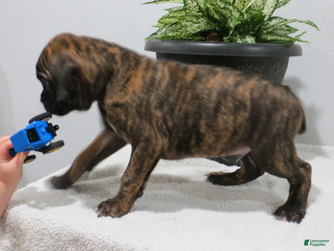 Boxer dogs for sale: 🗺️ ADVENTURE - Ad 3