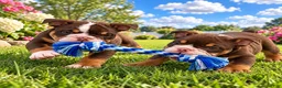 English Bulldog dogs for sale: Snickers  - Ad 3