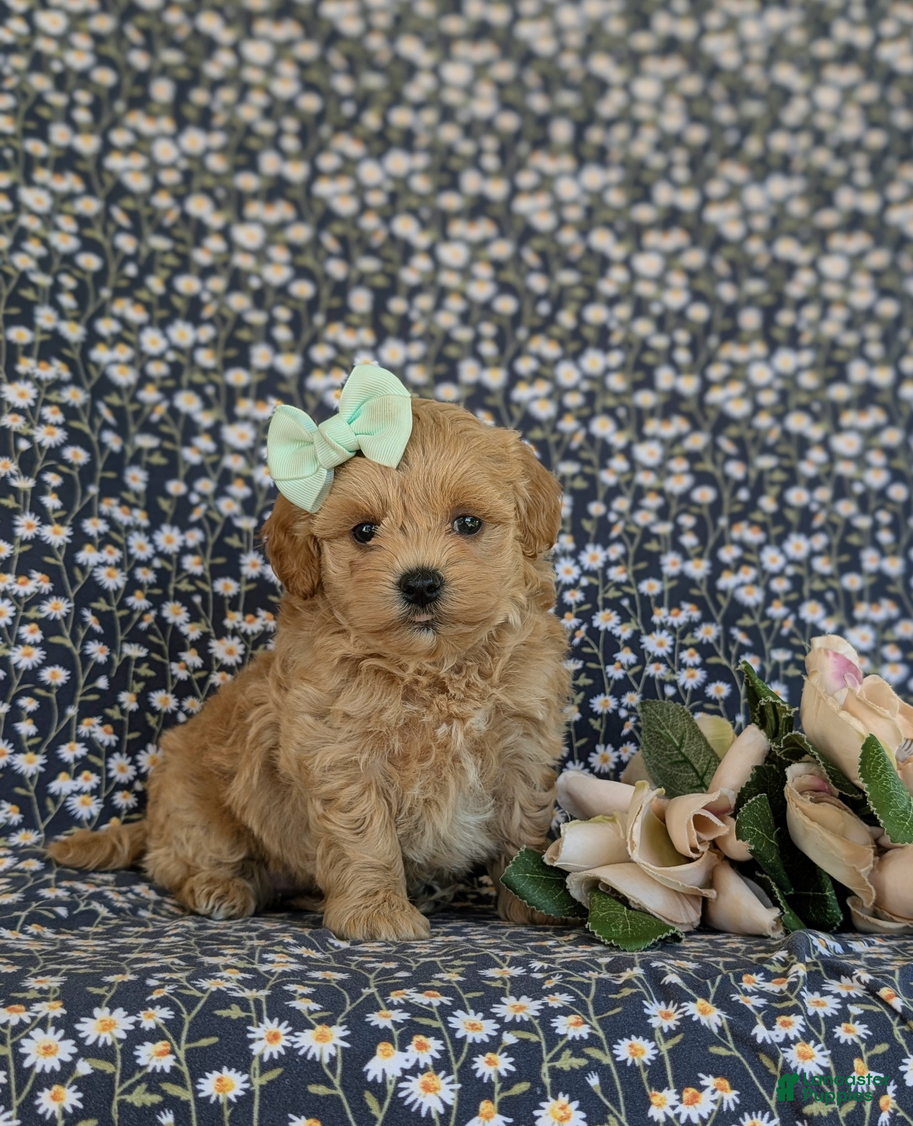 Maltipoo dogs for sale: Rayna - Ad 1