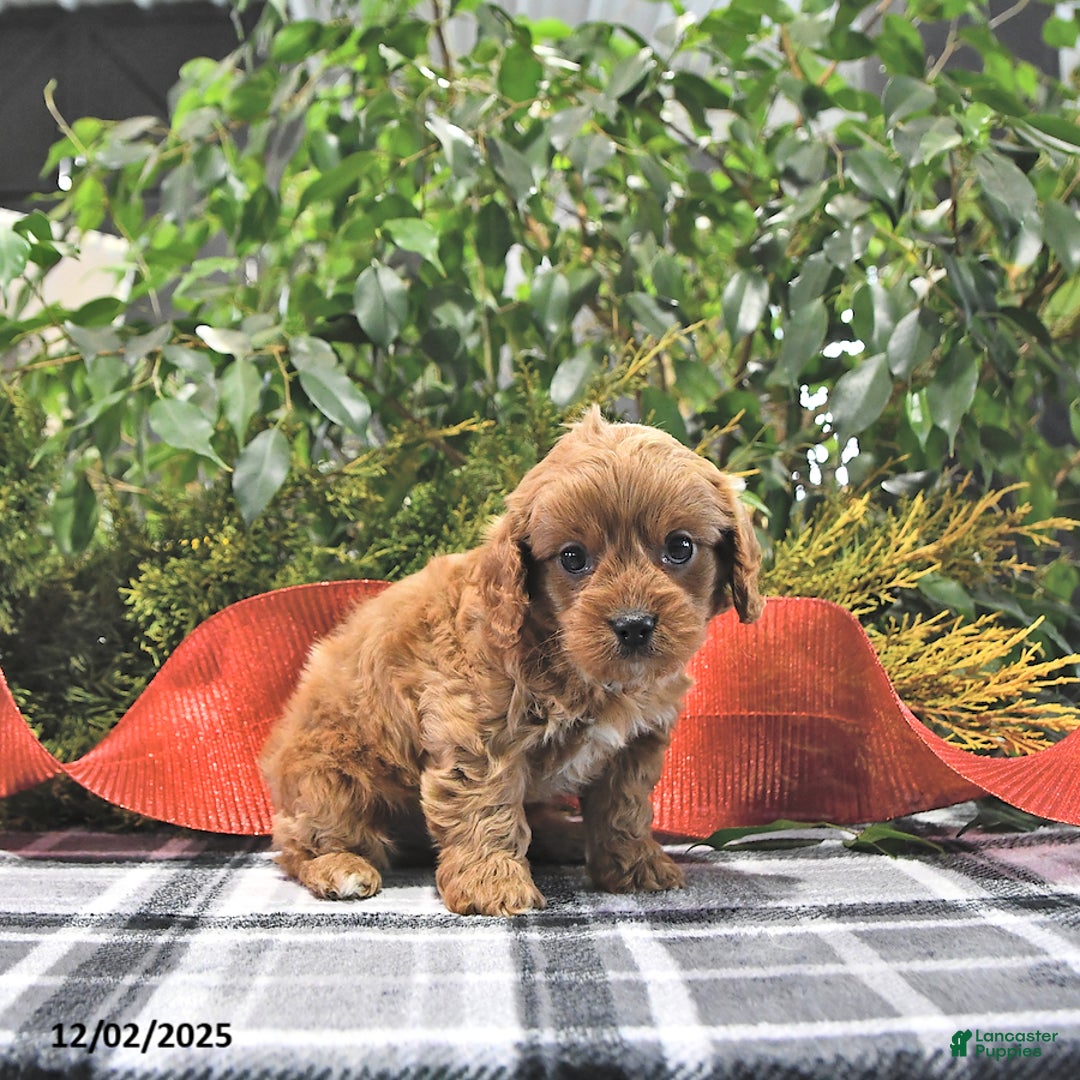 Cavapoo dogs for sale: Coco - Ad 3