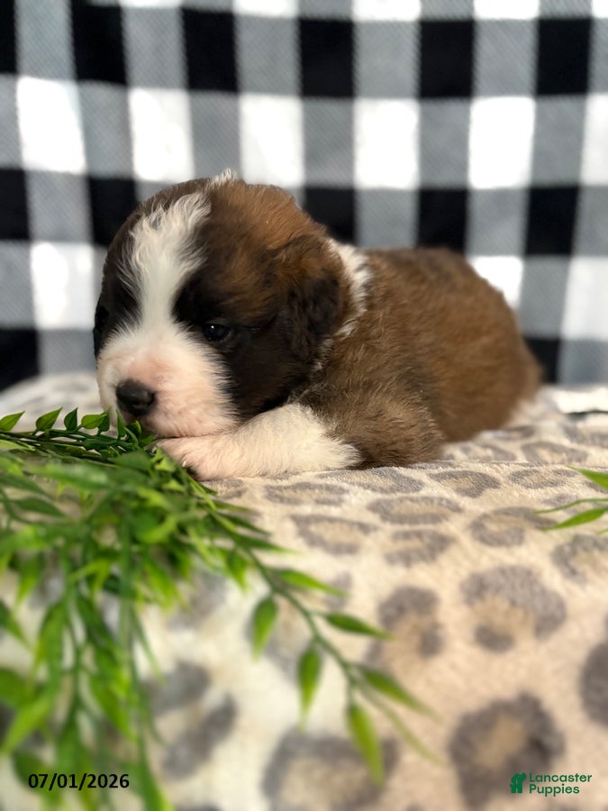 Saint Bernard dogs Kia - Ad 2