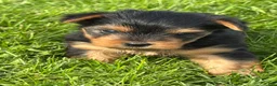 Yorkshire Terrier dogs for sale: Hershey - Ad 5